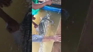 Temoleh sungai pahang