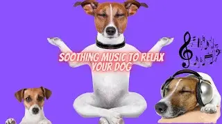 Soothing Music to Relax Your jack russell terrier!