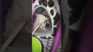 sugar glider ngemil
