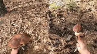 🍂 Encuentro BOLETUS Edulis,  PINICOLAS grandes y Niscalos 🍂