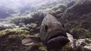Buceo en Cabo de Palos con Rivemar,  verano 2018 - Diving in Cabo de Palos with Rivemar, summer 2018