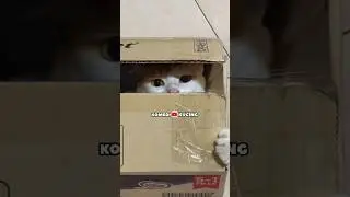 Naik bis gratis #short #kucing