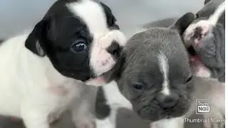 Französische Bulldogge Welpen / 5. Woche