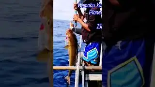giant amberjack