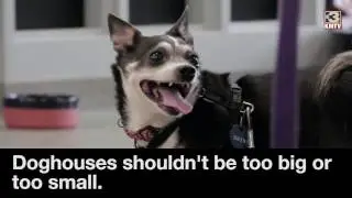 Nebraska Humane Society gives winter tips to keep your pets warm