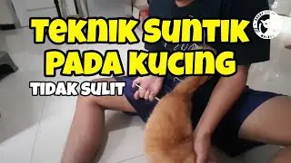 Teknik Suntik Pada Kucing