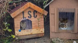 Houses We Built Like an Ark Save a Cat Colony from a Three-Day Flood