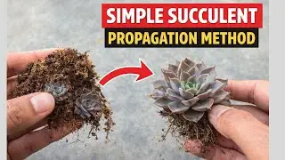 SIMPLE SUCCULENT PROPAGATION METHOD
