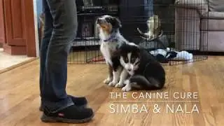 How To Train Your Puppy!