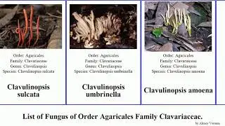 Fungus of Order Agaricales Family Clavariaceae clavulinopsis mucronella golden subtilis flava