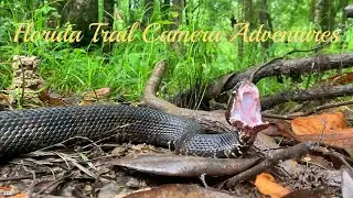 Florida Trail Camera Adventures, Tips On Filming Wildlife