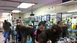 Merryfield School of Pet Grooming - Oakland Park, FL