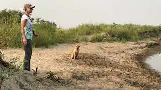 Gander the Dog; river retrieve