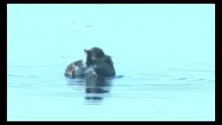 Dodaars - Tachybaptus ruficollis - Little grebe - Zwergtaucher