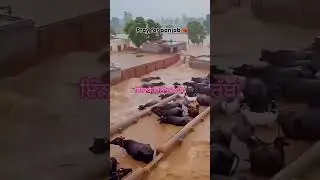 #viralreels #love #panjab #flood #floodsafety ☹️😭😥😢