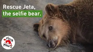 Dancing Bear Jeta's 🐻 Amazing Transformation! | FOUR PAWS | [SUBS]