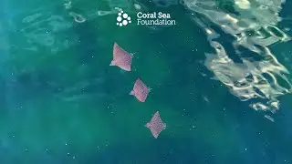 February 1st Marine Life 4K