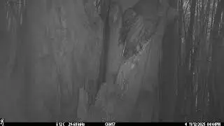 2025-11-12 Owl フクロウ 巣穴 広島県 呉市 広