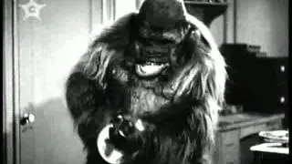 Tommy Gorilla