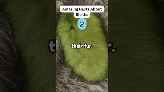 Amazing Facts About Sloths You Should Know!   #zapetv #facts #animals