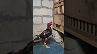 pacekan utama kandang, SAKTI 🥁💣🏆🏆🏆🏆🏆🏆🏆🏆🏆 #viral #funny #fyp #ayampakoy