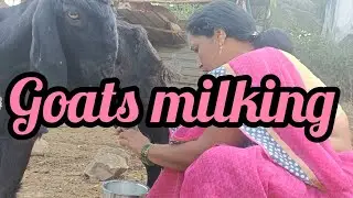 Goats milking by hands 🥰