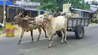 Bullock Cart Fully Loaded Stones and Bullock Cart Race Ride | Bullock Cart Video | Tamizhar Boomi