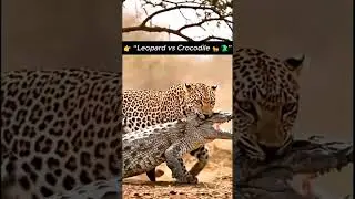👉 &ldquo;Leopard vs Crocodile 🐆🐊 | Wildest Safari Battle&rdquo;