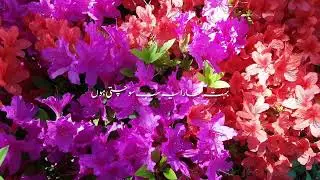 Ya Allah Tera Shukr hai Emotional quats 