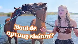 ZWEMMEN met PAARDEN 💦🐎 Blijft de stichting BESTAAN? 😢