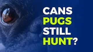 Do pugs still have their predatory instincts? - A Forgotten Predator