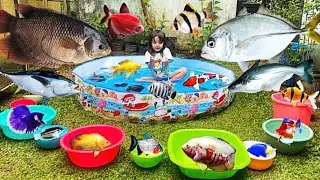 catching pond fish, flowerhorn fish, koi fish, tilapia fish, arowana fish, turtles & tortoises