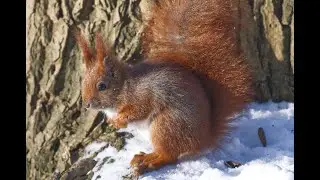 Foraging in the snow. Rådmandshaven.