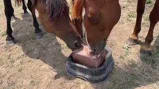 Salt Licking