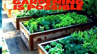 QUARANTINE GARDENING on BASE HOUSING LUKE AFB ARIZONA  ( part 1)