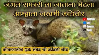 जंगल सफारी ला जाताना भेटला कांडेचोर, त्याला पाणी वगैरे पाजून परत सोडला जंगलात 