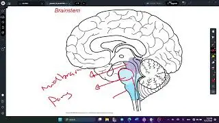 L1 Anatomy of pituitary gland 