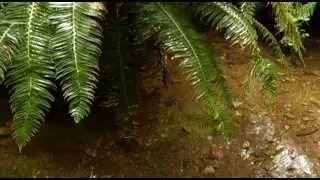 The Wildlife of Saturna Island - Shaw TV Saturna Island