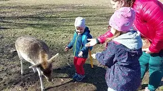 Naturwildpark Freisen  а после заехали к подпищику