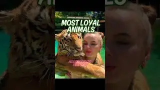 Top 10 most loyal animals to humans