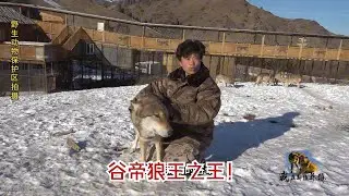 【我在新疆养狼】谷帝狼王之王！ “你进我退” 的狼王智慧！谷帝直面橘曼，用眼神诠释狼王之王！ #野狼谷 #我在新疆养狼 #狼