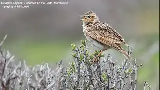Skylarks   Slowed Down Birdsong