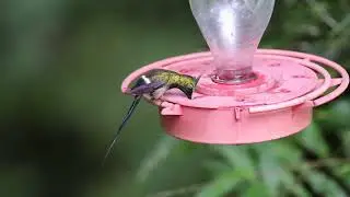 Wire crested Thorntail
