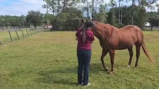 October Geldings at Halter 