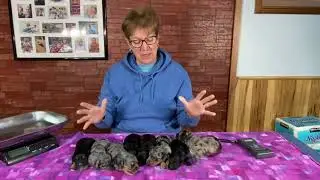 Roxy's schnoodle puppies eyes open September 23, 2020