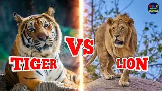 Travel Core Safari Park By Car |সাফারী পার্ক গাজীপুর See all the Core safari park by car | MFZ MEDIA