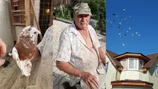 ЛЁТ И ИГРА ДВУХЧУБЫХ ГОЛУБЕЙ. Узбекские двухчубые голуби. Tauben. Pigeons