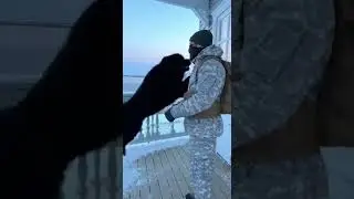 Giant Newfoundland tackles soldier in the epic backyard showdown #dogs #pets #funny