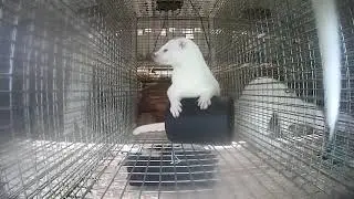 The Real Life of a Mink