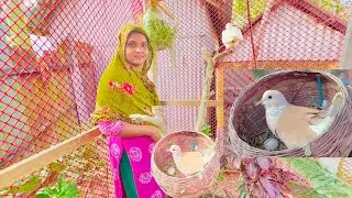 খুশির খবর সাদা ঘুঘু পাখি ডিম দিয়েছে বক পাখি বাড়ি ফিরেছে | Bd life 